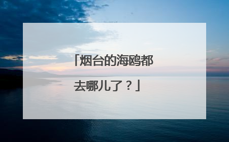 烟台的海鸥都去哪儿了？