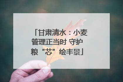 甘肃清水：小麦管理正当时 守护粮“芯”绘丰景
