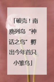 破壳！南麂列岛“神话之鸟”孵出今年首只小雏鸟