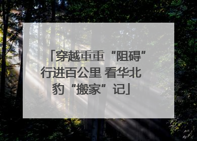 穿越重重“阻碍”行进百公里 看华北豹“搬家”记
