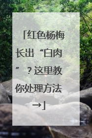 红色杨梅长出“白肉”？这里教你处理方法→