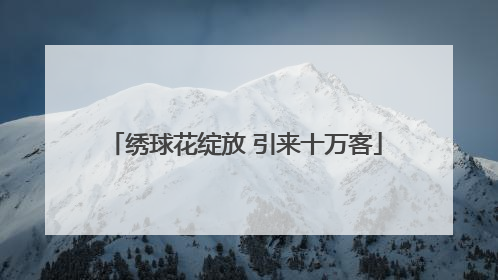 绣球花绽放 引来十万客