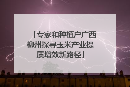 专家和种植户广西柳州探寻玉米产业提质增效新路径
