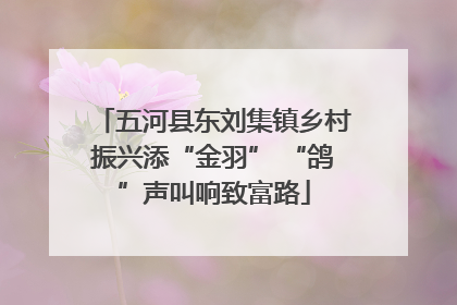 五河县东刘集镇乡村振兴添“金羽” “鸽”声叫响致富路