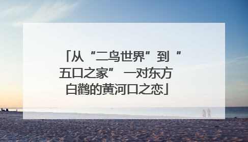 从“二鸟世界”到“五口之家” 一对东方白鹳的黄河口之恋