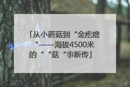 从小蘑菇到“金疙瘩“——海拔4500米的““菇“事新传