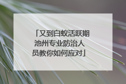 又到白蚁活跃期 池州专业防治人员教你如何应对