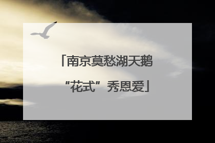 南京莫愁湖天鹅“花式”秀恩爱