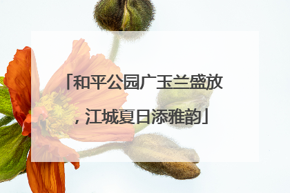 和平公园广玉兰盛放，江城夏日添雅韵