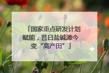 国家重点研发计划赋能，昔日盐碱滩今变“高产田”