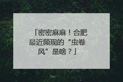 密密麻麻！合肥最近频现的“虫卷风”是啥？