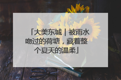 大美东城｜被雨水吻过的荷塘，藏着整个夏天的温柔