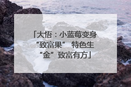 大悟：小蓝莓变身“致富果” 特色生“金”致富有方