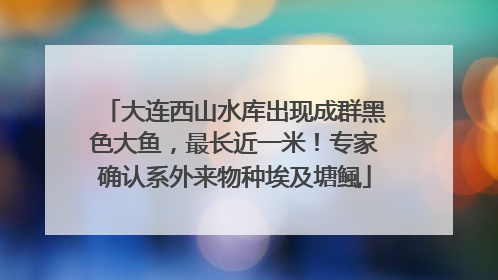 大连西山水库出现成群黑色大鱼，最长近一米！专家确认系外来物种埃及塘鲺