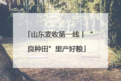 山东麦收第一线丨“良种田”里产好粮