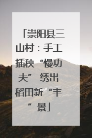 崇阳县三山村：手工插秧“慢功夫” 绣出稻田新“丰”景