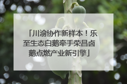 川渝协作新样本！乐至生态白鹅牵手荣昌卤鹅点燃产业新引擎