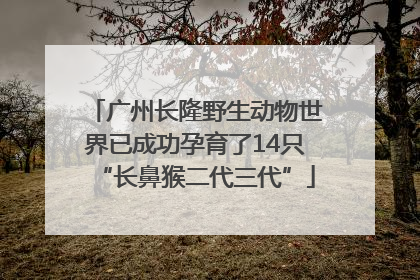 广州长隆野生动物世界已成功孕育了14只“长鼻猴二代三代”