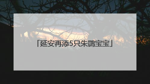 延安再添5只朱鹮宝宝