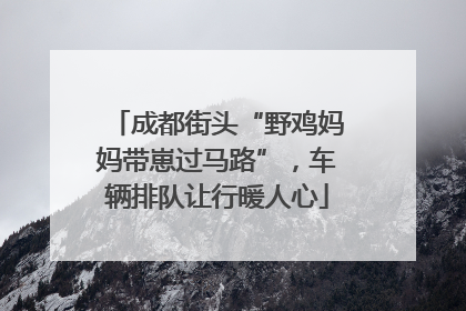 成都街头“野鸡妈妈带崽过马路”，车辆排队让行暖人心