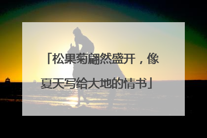 松果菊翩然盛开，像夏天写给大地的情书