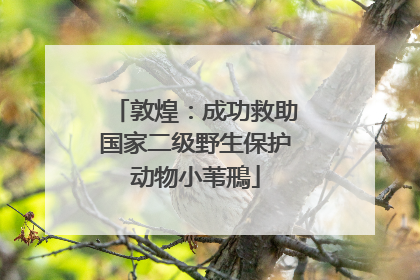 敦煌：成功救助国家二级野生保护动物小苇鳽