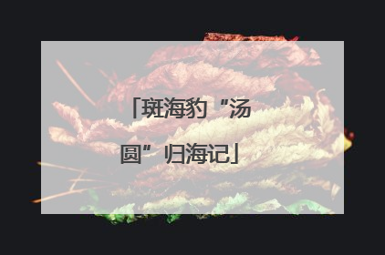 斑海豹“汤圆”归海记