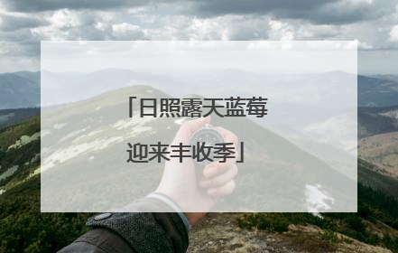 日照露天蓝莓迎来丰收季