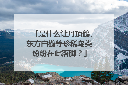 是什么让丹顶鹤、东方白鹳等珍稀鸟类纷纷在此落脚？