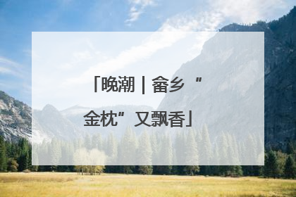 晚潮｜畲乡“金枕”又飘香