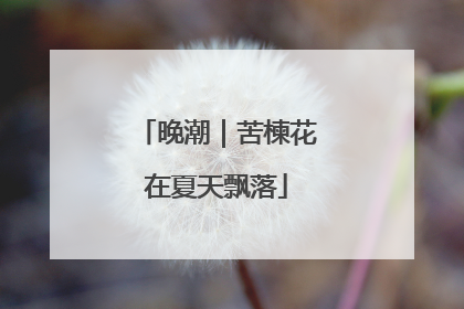 晚潮｜苦楝花在夏天飘落