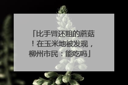 比手臂还粗的蘑菇！在玉米地被发现，柳州市民：能吃吗