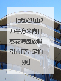 武汉洪山2万平方米向日葵花海盛放吸引市民驻足拍照