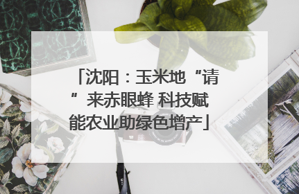 沈阳：玉米地“请”来赤眼蜂 科技赋能农业助绿色增产
