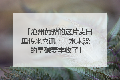 沧州黄骅的这片麦田里传来喜讯：一水未浇的旱碱麦丰收了