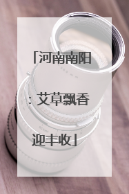 河南南阳：艾草飘香迎丰收