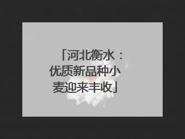 河北衡水：优质新品种小麦迎来丰收