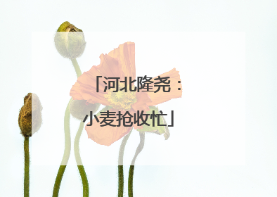 河北隆尧：小麦抢收忙