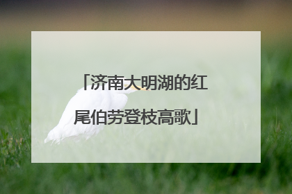 济南大明湖的红尾伯劳登枝高歌
