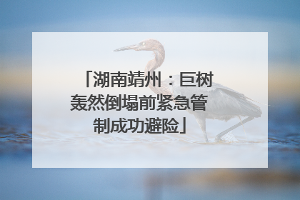 湖南靖州：巨树轰然倒塌前紧急管制成功避险
