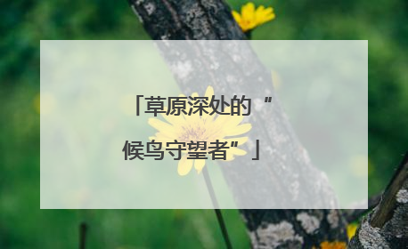 草原深处的“候鸟守望者”