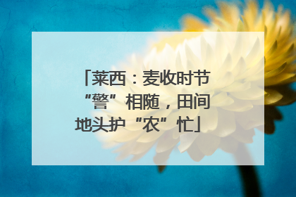 莱西：麦收时节“警”相随，田间地头护“农”忙