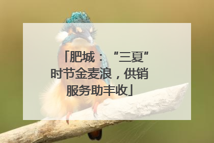 肥城：“三夏”时节金麦浪，供销服务助丰收