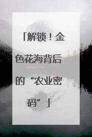 解锁！金色花海背后的“农业密码”