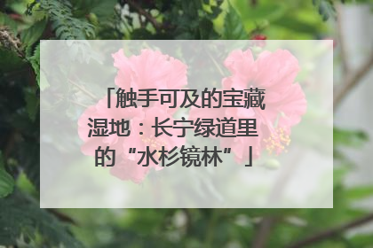 触手可及的宝藏湿地：长宁绿道里的“水杉镜林”