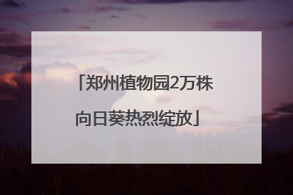 郑州植物园2万株向日葵热烈绽放
